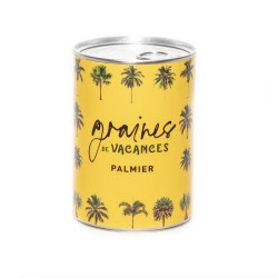 GRAINES Á SEMER EN BOÎTE DE CONVERSE - VACANCES PALMIER